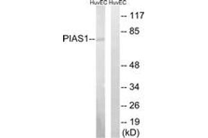 Western blot analysis of extracts from HuvEc cells, using PIAS1 Antibody. (PIAS1 anticorps  (AA 10-59))