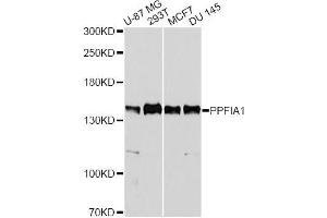 Western blot analysis of extracts of various cell lines, using PPFIA1 antibody. (PPFIA1 anticorps)