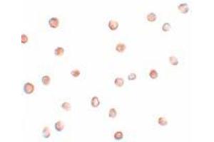 Immunohistochemistry (IHC) image for anti-Regulator of Microtubule Dynamics 2 (RMDN2) (N-Term) antibody (ABIN1031379) (FAM82A1 anticorps  (N-Term))