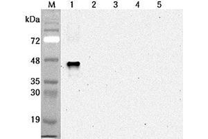 Western blot analysis using anti-Sirtuin 6 (human), mAb (S6R82-2)  at 1:2'000 dilution. (SIRT6 anticorps)