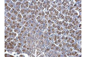 IHC-P Image NNT antibody detects NNT protein at cytosol on mouse stomach by immunohistochemical analysis. (NNT anticorps  (C-Term))