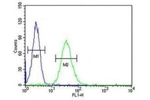 CD80 antibody flow cytometric analysis of HL-60 cells (right histogram) compared to a negative control (left histogram).