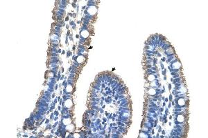 C9ORF127 antibody was used for immunohistochemistry at a concentration of 4-8 ug/ml to stain Epithelial cells of intestinal villus (arrows) in Human Intestine. (TMEM8B anticorps  (Middle Region))