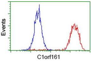 Image no. 3 for anti-Mab-21-Like 3 (MAB21L3) antibody (ABIN1497030) (MAB21L3 anticorps)