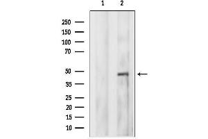 Western blot analysis of lysates from F10 cells, using SH3BP5 Antibody.