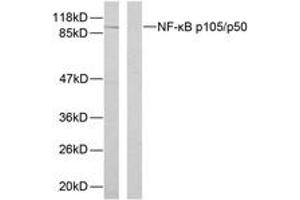 Western blot analysis of extracts from HeLa cells, using NF-kappaB p105/p50 (Phospho-Ser893) Antibody. (NFKB1 anticorps  (pSer893))