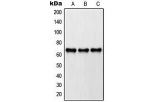 Western blot analysis of Paxillin expression in A431 (A), HeLa (B), NIH3T3 (C) whole cell lysates. (Paxillin anticorps  (Center))