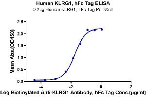 Immobilized Human KLRG1, hFc Tag at 2 μg/mL (100 μL/Well) on the plate.