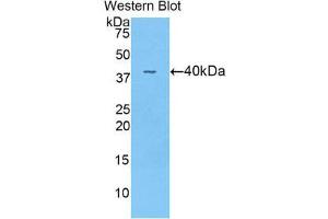 Western Blotting (WB) image for anti-Angiopoietin 4 (ANGPT4) (AA 32-144) antibody (ABIN1857997) (Angiopoietin 4 anticorps  (AA 32-144))