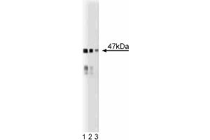 Western blot analysis of BAF47 on a mouse cerebrum lysate. (SMARCB1 anticorps  (AA 257-359))