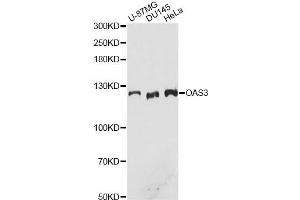 Western blot analysis of extracts of various cell lines, using OAS3 antibody. (OAS3 anticorps)