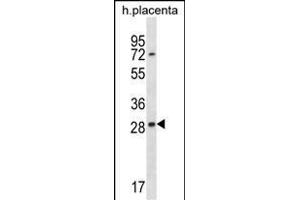 EAN57 Antibody (N-term) (ABIN1538801 and ABIN2848474) western blot analysis in human placenta tissue lysates (35 μg/lane). (TEX33 anticorps  (N-Term))