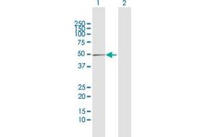 Western Blot analysis of DBC1 expression in transfected 293T cell line by DBC1 MaxPab polyclonal antibody.