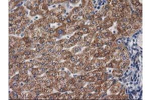 Image no. 7 for anti-Glucosidase, Beta, Acid 3 (Cytosolic) (GBA3) (AA 1-150), (AA 370-469) antibody (ABIN1490582)