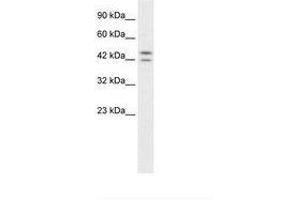 Image no. 1 for anti-Period Homolog 3 (PER3) (AA 104-153) antibody (ABIN6735888) (PER3 anticorps  (AA 104-153))