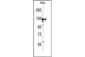 Western blot analysis of GTSE1 Antibody (C-term) in Hela cell line lysates (35ug/lane).