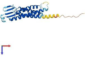 AlphaFold protein structure predicition of Human Recombinant CLDN11 Protein, UniprotID O75508