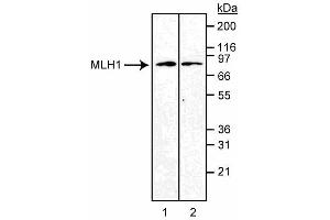Western blot analysis of MLH1. (MLH1 anticorps)