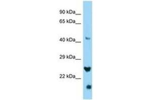 Image no. 1 for anti-IZUMO Family Member 4 (IZUMO4) (C-Term) antibody (ABIN6748351) (IZUMO4 anticorps  (C-Term))