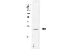 Western Blot (WB) analysis of 3T3 lysis using CKLF antibody.