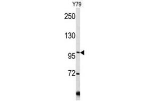 Image no. 1 for anti-Collagen, Type VI (COL6) (C-Term), (Chain alpha 1) antibody (ABIN452856) (COL6 anticorps  (C-Term, Chain alpha 1))