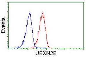 Image no. 4 for anti-UBX Domain Protein 2B (UBXN2B) antibody (ABIN1501660) (UBXN2B anticorps)