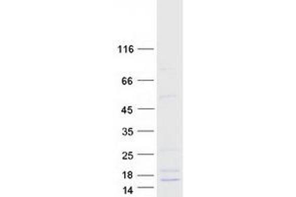 DEFB121 Protein (Myc-DYKDDDDK Tag)