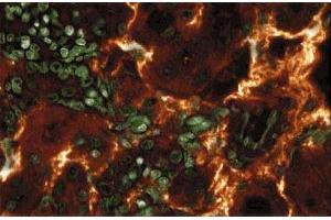 Immunoflourescence staining of rabbit kidney. (ARAF anticorps  (AA 183-199))