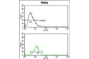 CDC2L6 Antibody (Center) (ABIN653025 and ABIN2842646) flow cytometric analysis of Hela cells (bottom histogram) compared to a negative control cell (top histogram).