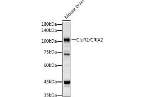 Western blot analysis of extracts of Mouse brain, using GluR2/GRI antibody (ABIN3015061, ABIN3015062, ABIN5663577 and ABIN6213622) at 1:1000 dilution. (GRIA2 anticorps  (AA 25-230))