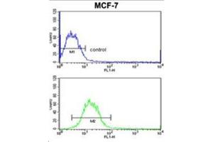 Flow Cytometric analysis of MCF-7 cells using SNRPB Antibody (N-term R49) Cat. (SNRPB anticorps  (N-Term))