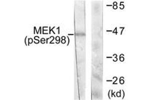 Western blot analysis of extracts from NIH-3T3 cells treated with PDGF 50ng/ml 20', using MEK1 (Phospho-Ser298) Antibody. (MEK1 anticorps  (pSer298))