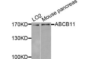 Western blot analysis of extracts of various cells, using ABCB11 antibody. (ABCB11 anticorps)