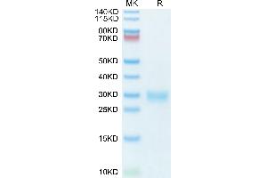 Human ULBP-1 on Tris-Bis PAGE under reduced condition.