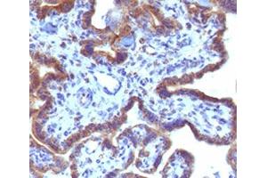 IHC testing of FFPE human placenta with MAML3 antibody (clone MMLP3-1). (MAML3 anticorps)