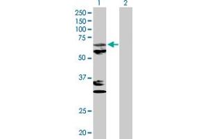 Western Blot analysis of MTPAP expression in transfected 293T cell line by MTPAP MaxPab polyclonal antibody. (PAPD1 anticorps  (AA 1-582))