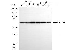 Western blotting analysis using LMNB1 antibody (ABIN7799231).