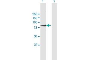 Western Blot analysis of PFKM expression in transfected 293T cell line by PFKM MaxPab polyclonal antibody. (PFKM anticorps  (AA 1-780))
