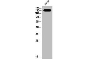 Western Blot analysis of 293T cells using Phospho-MYPT1 (T853) Polyclonal Antibody (PPP1R12A anticorps  (pThr853))