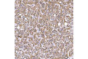 IHC analysis of STAP2 using anti-STAP2 antibody (ABIN7602686). (STAP2 anticorps  (AA 95-392))