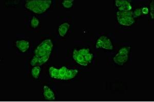 Immunofluorescent analysis of PC-3 cells using ABIN7169055 at dilution of 1:100 and Alexa Fluor 488-congugated AffiniPure Goat Anti-Rabbit IgG(H+L) (UHMK1 anticorps  (AA 183-385))