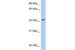 ARID3C antibody used at 0.