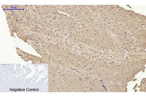 Immunohistochemical analysis of paraffin-embedded rat heart tissue. (BMP2 anticorps  (C-Term))
