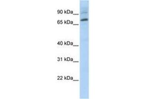 anti-E74-Like Factor 1 (Ets Domain Transcription Factor) (ELF1) (AA 540-589) antibody