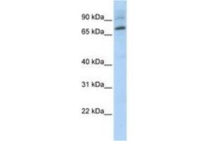 Image no. 1 for anti-E74-Like Factor 1 (Ets Domain Transcription Factor) (ELF1) (AA 540-589) antibody (ABIN6744404) (ELF1 anticorps  (AA 540-589))