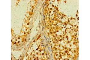 Immunohistochemistry of paraffin-embedded human testis tissue using ABIN7159837 at dilution of 1:100 (PLD6 anticorps  (AA 1-252))