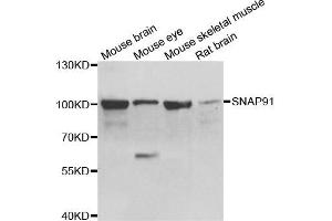 Western blot analysis of extracts of various cell lines, using SNAP91 antibody. (SNAP91 anticorps)