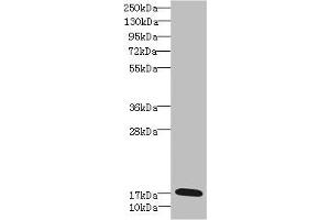 Western blot All lanes: GADD45G antibody IgG at 5. (GADD45G anticorps  (AA 1-159))