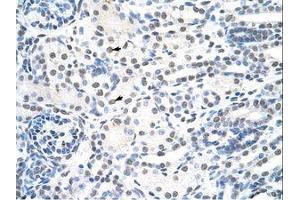 anti-THO Complex 1 (THOC1) (AA 511-560) antibody