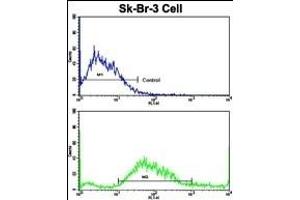 Flow cytometric analysis of SK-Br-3 cells using HOMER3 Antibody (Center)(bottom histogram) compared to a negative control cell (top histogram). (HOMER3 anticorps  (AA 281-308))